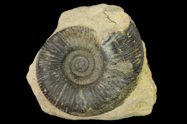 Bathonian Ammonite (Procerites) Fossil - France #152763